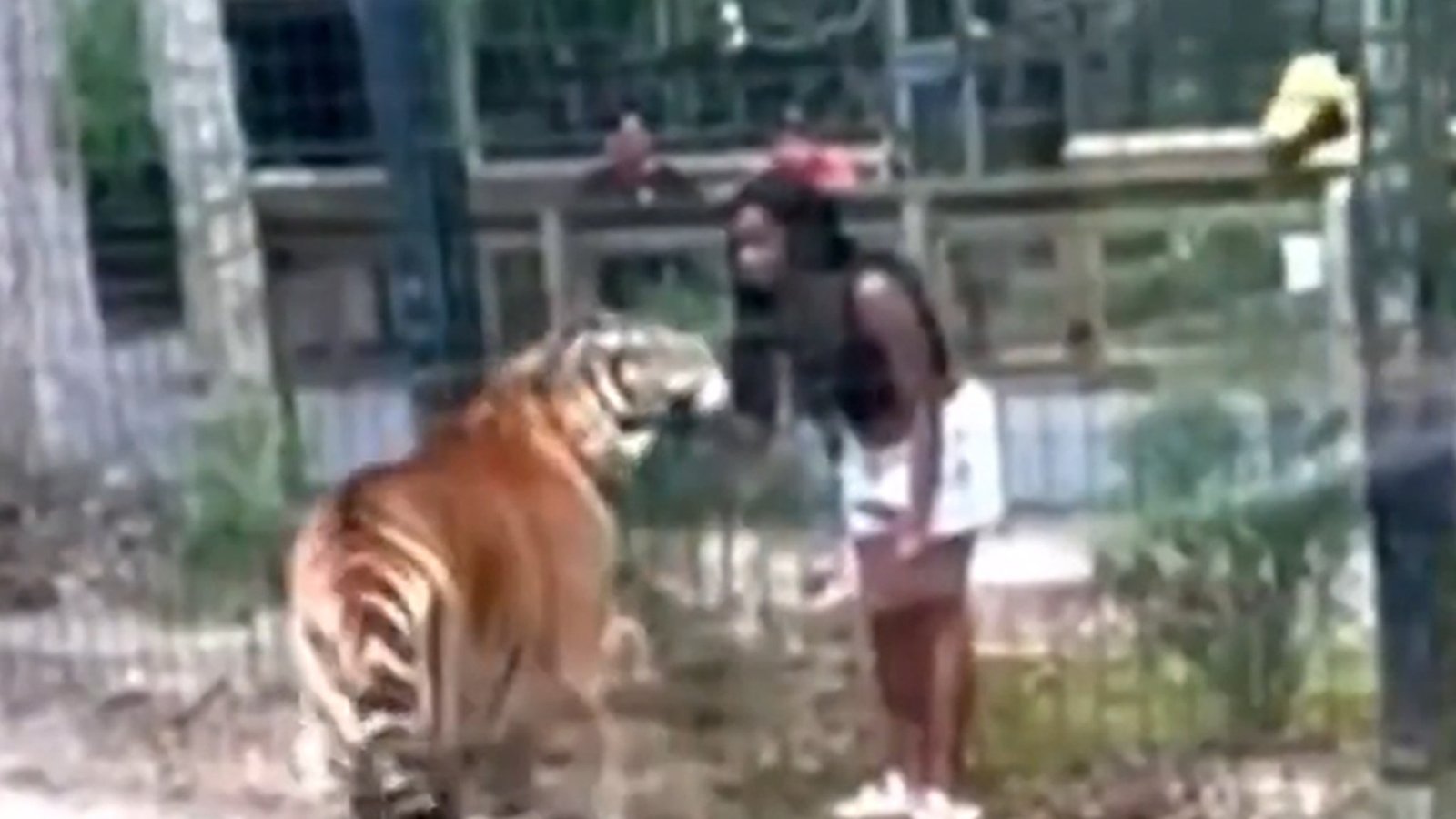 Woman Charged With Climbing Over Zoo Fence To Pet Tiger In Viral Video